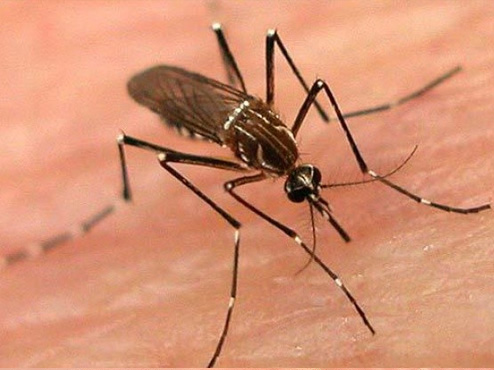 Leia mais sobre o artigo Mosquitos ‘tímidos’ são responsáveis por surto de febre amarela no Brasil