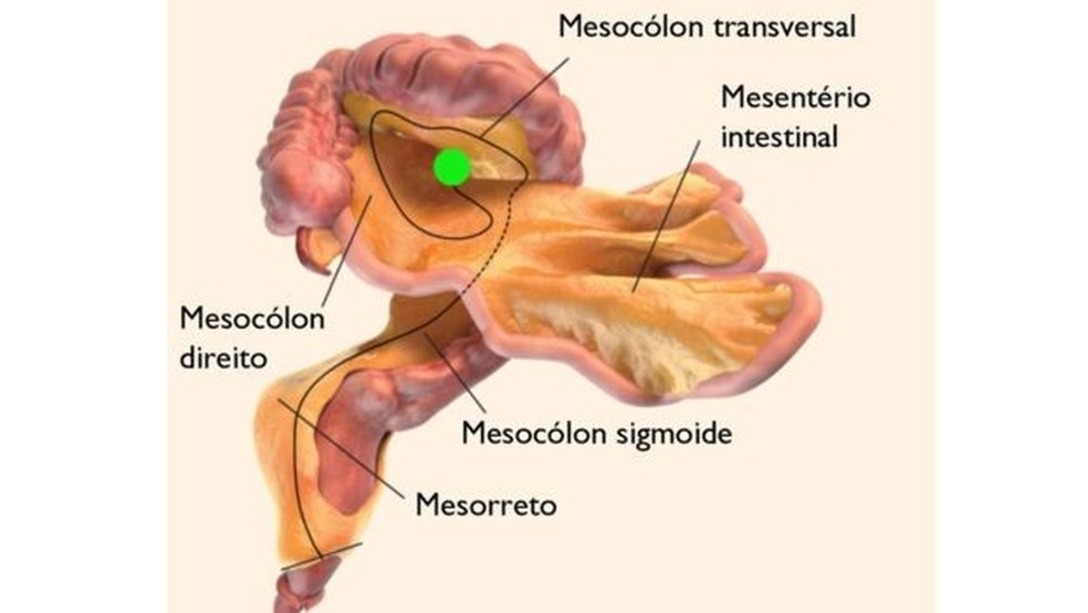 Leia mais sobre o artigo O que é e onde fica o mesentério, o ‘novo’ órgão do corpo humano identificado por cientistas