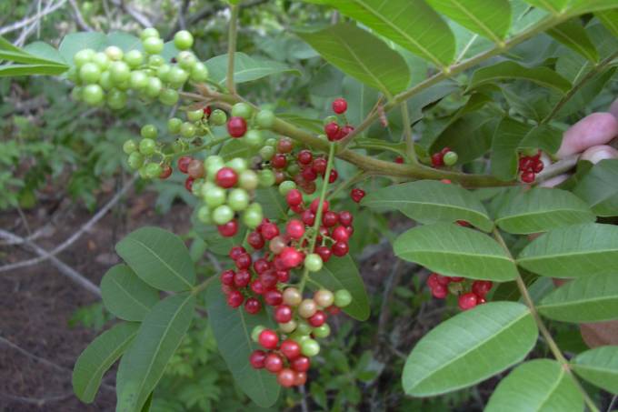Leia mais sobre o artigo Fruta típica do Brasil pode combater superbactéria