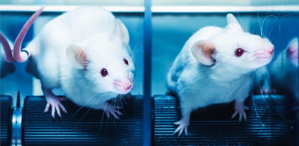 Leia mais sobre o artigo Estudo com ratos mostra que vacina do Evandro Chagas protege contra zika