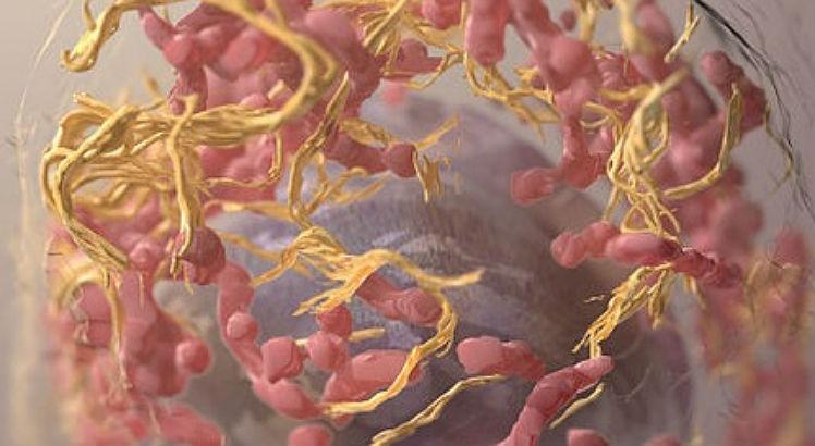 Leia mais sobre o artigo Fome é o fator que leva a célula tumoral a migrar pelo corpo, diz pesquisador