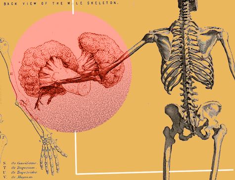 Leia mais sobre o artigo Alimentação correta ajuda a fortalecer os ossos