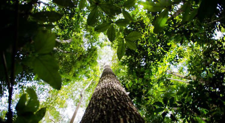 Leia mais sobre o artigo Estudo relaciona área verde e menos câncer de pulmão