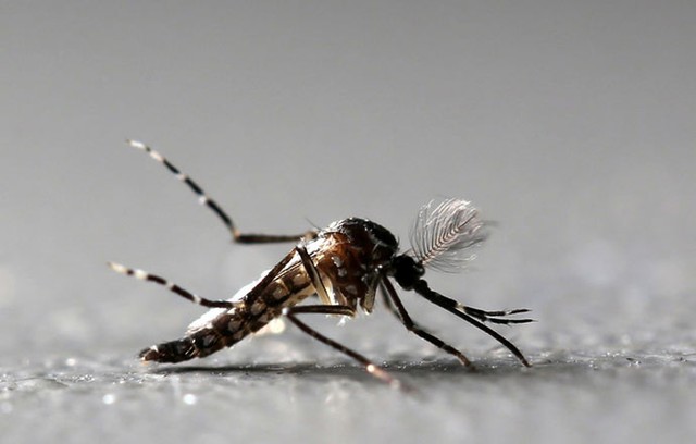 Leia mais sobre o artigo Previsão para liberar nova geração do ‘Aedes do Bem’ em Indaiatuba é para abril, afirma Prefeitura