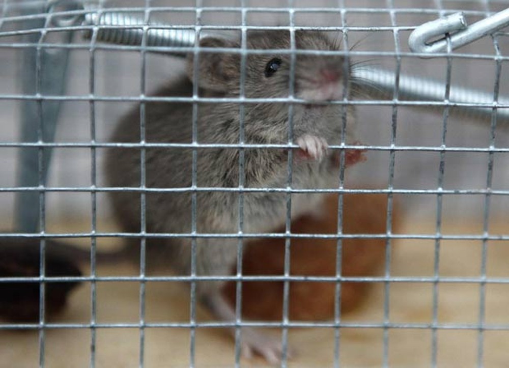 Leia mais sobre o artigo Os ratos são inocentes: pesquisa aponta que humanos espalharam a peste negra, epidemia mais mortal da história