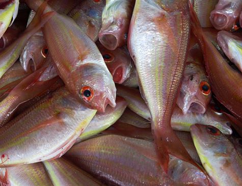 Leia mais sobre o artigo Comer peixe leva a um sono melhor, segundo pesquisa