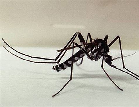 Leia mais sobre o artigo Perguntas e respostas sobre a Febre amarela