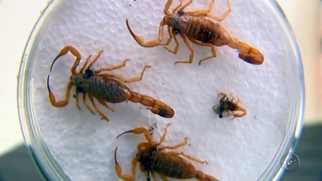 Leia mais sobre o artigo Centro registra aumento de 20% no número de atendimentos de vítimas de intoxicações em Pernambuco