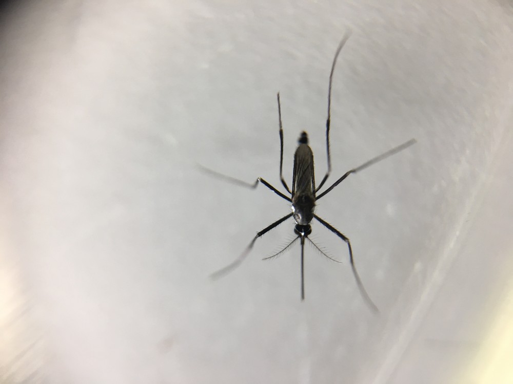 Leia mais sobre o artigo Febre amarela: Como proteger bebês? O que é dose fracionada? Veja perguntas e respostas