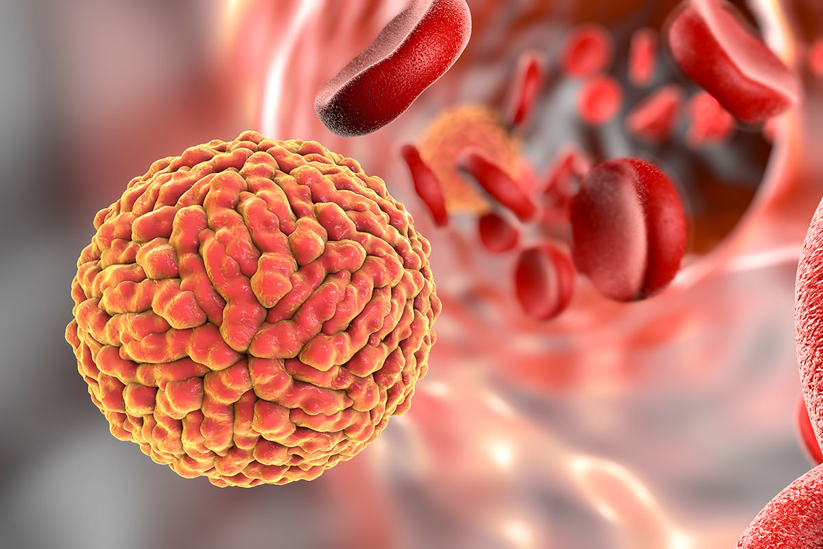 Leia mais sobre o artigo Estudo aponta coinfecção por dengue e zika em Aedes