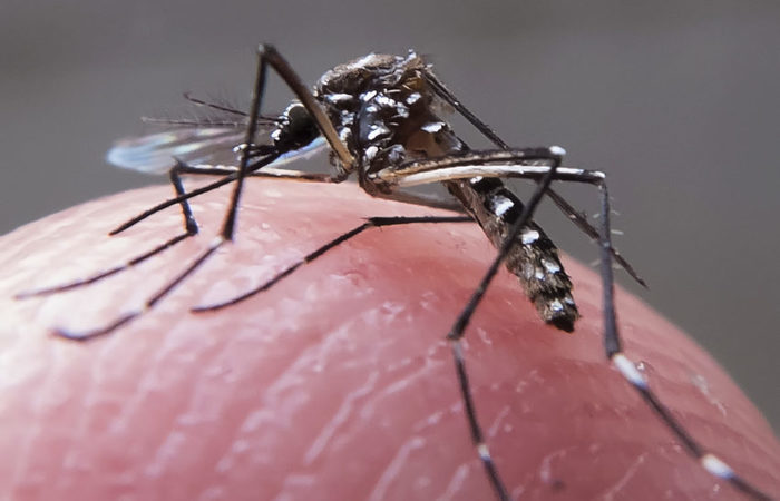 Leia mais sobre o artigo Cientistas criam método mais barato para detectar mosquito com zika