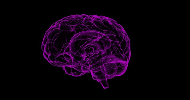 Leia mais sobre o artigo Cientistas tentam explicar como – e porque – cérebro humano cresceu tanto