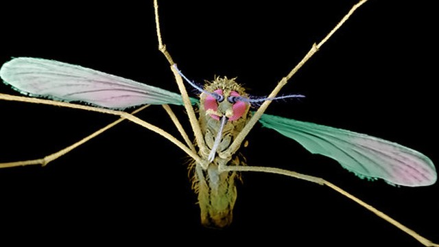 Leia mais sobre o artigo Como a malária evoluiu para se tornar letal aos humanos