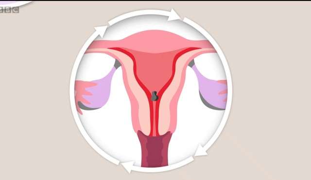 Leia mais sobre o artigo Como se produz a menstruação e por que algumas mulheres sentem mais dor que outras