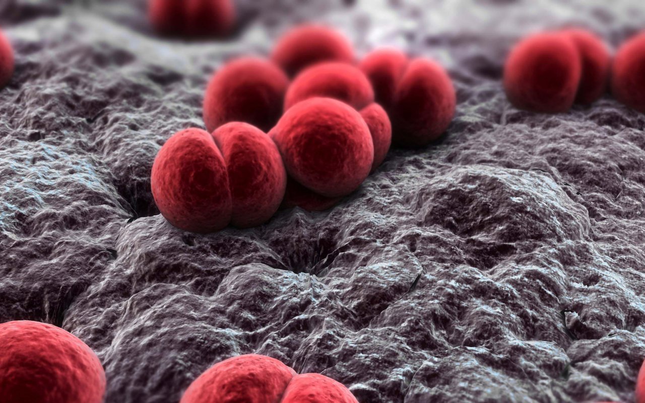 Leia mais sobre o artigo Estudo analisa bactéria associada a imunidade contra meningite
