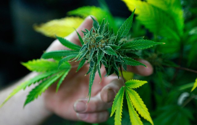 Leia mais sobre o artigo Reino Unido libera uso de maconha medicinal, mas exige prescrição médica