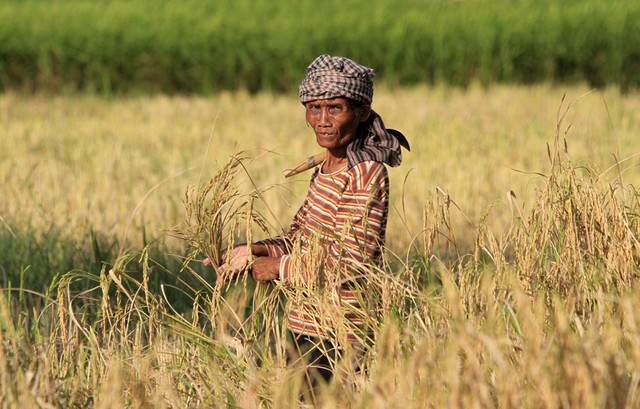 Leia mais sobre o artigo Mudanças climáticas ameaçam valor nutricional de alimentos