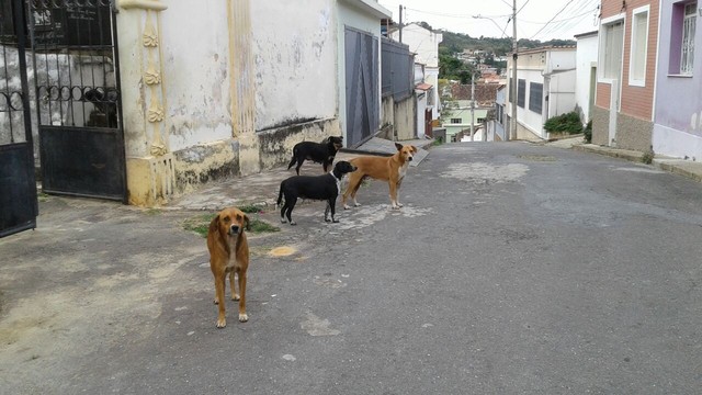 Leia mais sobre o artigo Casos de leishmaniose em Pernambuco aumentam 72% em dois anos