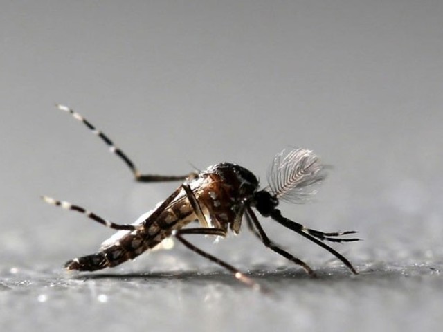 Leia mais sobre o artigo 95 brasileiros morreram por dengue, zika ou chikungunya entre janeiro e julho de 2018