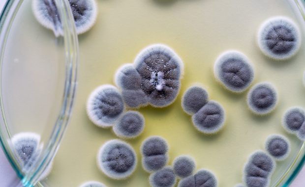 Leia mais sobre o artigo Mundo: O acaso a serviço da Medicina