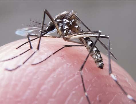 Leia mais sobre o artigo Fármaco pode eliminar vírus da chikungunya, revela pesquisa