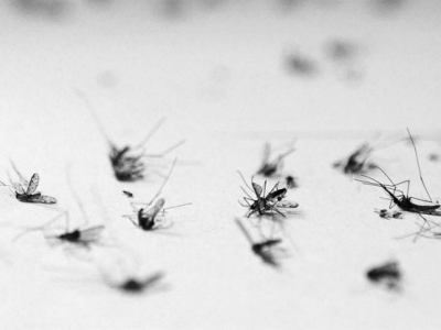 Leia mais sobre o artigo Estudo indica: zika pode provocar infertilidade em homens