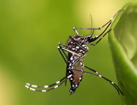 Leia mais sobre o artigo Fiocruz alerta sobre possível epidemia de chikungunya em 2019 no Rio