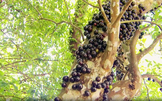 Leia mais sobre o artigo Pesquisa indica que casca da jabuticaba previne diabetes e melhora funções hepáticas