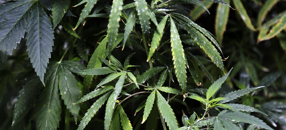 Leia mais sobre o artigo A esperança que vem da cannabis