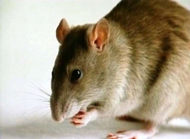 Leia mais sobre o artigo OMS emite alerta sobre surto letal de hantavírus na Argentina