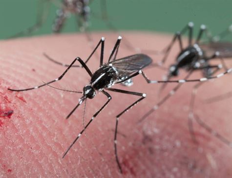 Leia mais sobre o artigo Sertão registra primeira morte suspeita por arbovirose