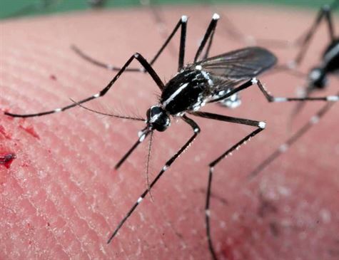 Leia mais sobre o artigo Casos de arboviroses têm alta no Sertão pernambucano