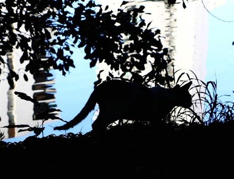 Leia mais sobre o artigo Transmitida pelos gatos, esporotricose dispara em Pernambuco