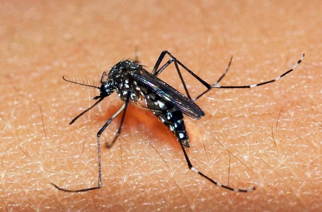Leia mais sobre o artigo Ministério da Saúde aponta que 250 cidades de SP estão em alerta para dengue, chikungunya e zika