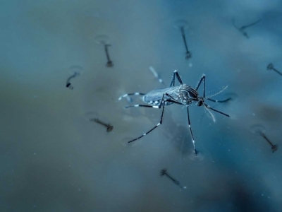 Leia mais sobre o artigo Anticorpos contra dengue reduzem chance de contrair zika