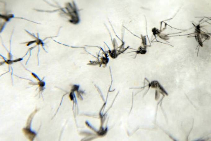Leia mais sobre o artigo Descoberta genética abre portas para repelente contra Aedes aegypti