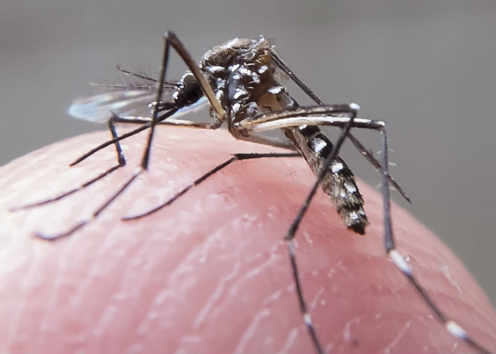 Leia mais sobre o artigo Com 322 mil casos no País, dengue tem alta de 29% em duas semanas