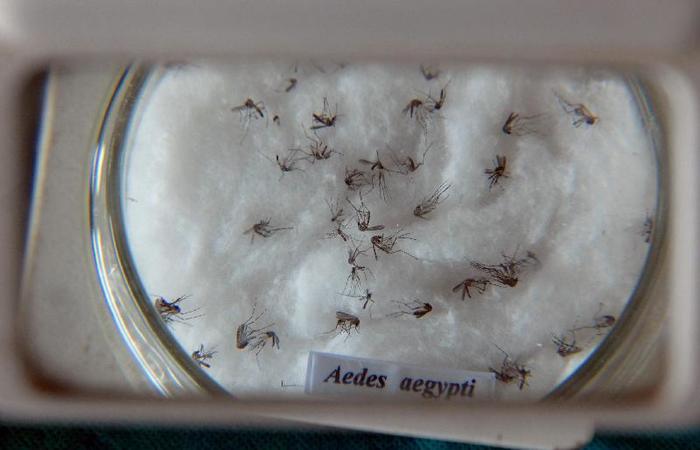 Leia mais sobre o artigo STF suspende ação do mosquito Aedes aegypti
