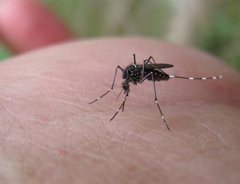 Leia mais sobre o artigo Avanço da dengue deixa cerca de mil cidades em patamar de epidemia