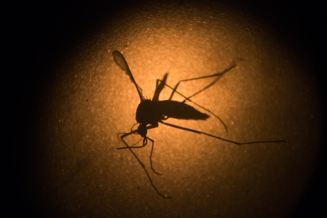 Leia mais sobre o artigo Casos suspeitos de dengue, zika e chikungunya crescem 33,6% em Pernambuco