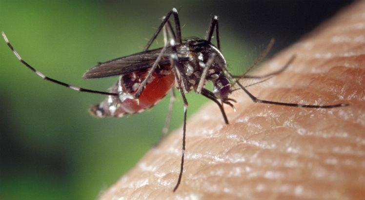 Leia mais sobre o artigo Estudo investiga relação entre AVC e arboviroses como a dengue
