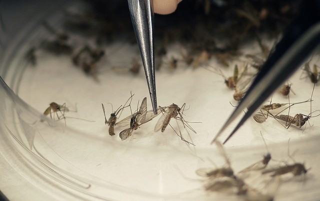 Leia mais sobre o artigo Casos suspeitos de dengue, chikungunya e zika aumentam em Pernambuco