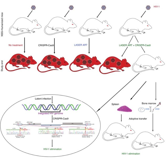 Leia mais sobre o artigo Vírus do HIV é eliminado do genoma de animais vivos em pesquisa nos EUA