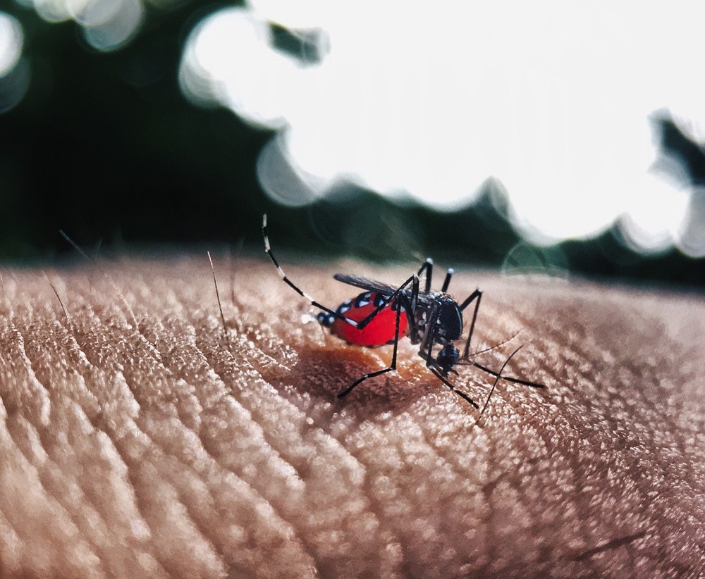 Leia mais sobre o artigo Ministério da Saúde diz que 11 estados poderão ter surto de dengue em 2020