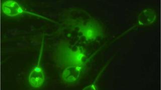 Leia mais sobre o artigo A surpreendente descoberta do primeiro animal que pode viver sem oxigênio