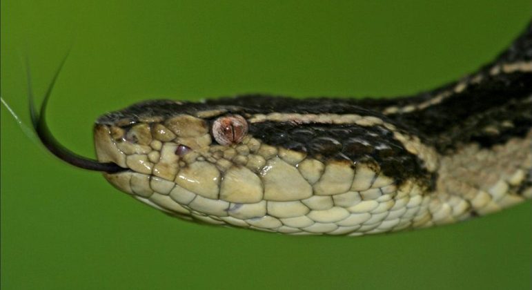 Leia mais sobre o artigo Veneno de cobra brasileira pode evitar reprodução do coronavírus