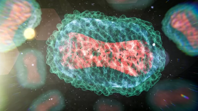 Leia mais sobre o artigo Por que OMS decidiu trocar nome da ‘varíola dos macacos’